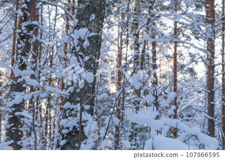 Winter forest 107866595