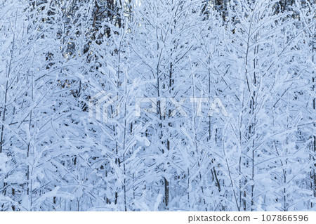 Winter trees Winter trees 107866596