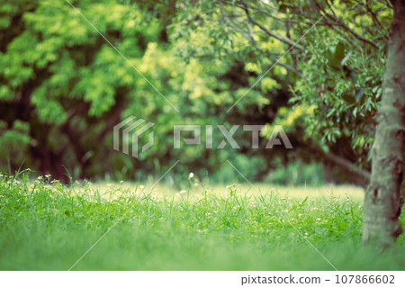 Park's green 107866602