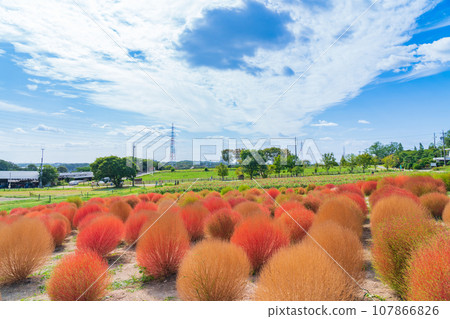 Aichi Farm, kochia with autumn leaves (Nisshin City, Aichi Prefecture) Aichi Farm, kochia with autumn leaves (Nisshin City, Aichi Prefecture) 107866826