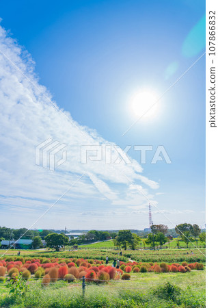 愛知農場、紅葉的地膚(愛知縣日新市) 愛知農場、紅葉的地膚(愛知縣日新市) 107866832