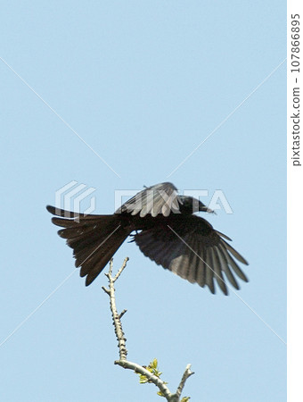 Drongo_20050503_6627 Drongo_20050503_6627 107866895