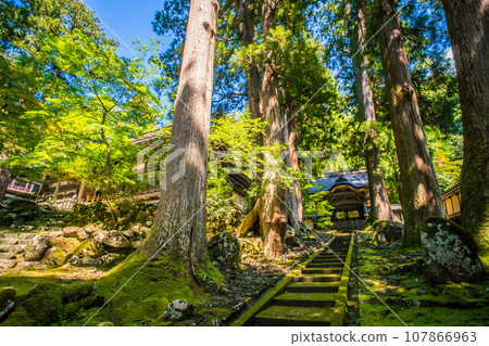 Fukui Karamon gate of Eiheiji temple surrounded by beautiful summer green moss and large trees 107866963