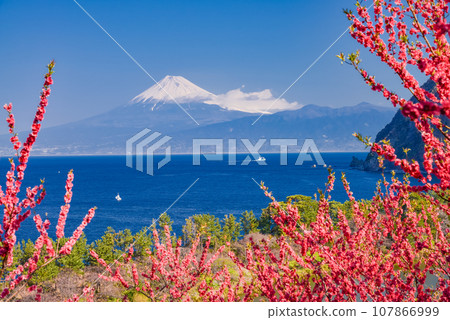 (Shizuoka Prefecture) Mt.Fuji over the sea, Nishiizuida in bloom 107866999