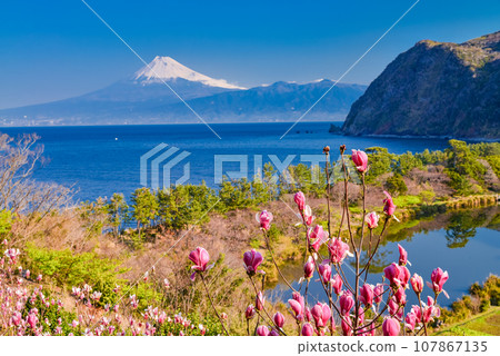 (Shizuoka Prefecture) Nishi-Izu Ida where magnolia flowers bloom, Mt. Fuji across the sea (Shizuoka Prefecture) Nishi-Izu Ida where magnolia flowers bloom, Mt. Fuji across the sea 107867135