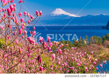 (Shizuoka Prefecture) Nishi-Izu Ida where magnolia flowers bloom, Mt. Fuji across the sea (Shizuoka Prefecture) Nishi-Izu Ida where magnolia flowers bloom, Mt. Fuji across the sea 107867137