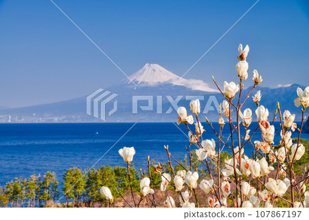 （靜岡縣）白玉蘭花與富士山隔海相望的西伊豆井田 107867197