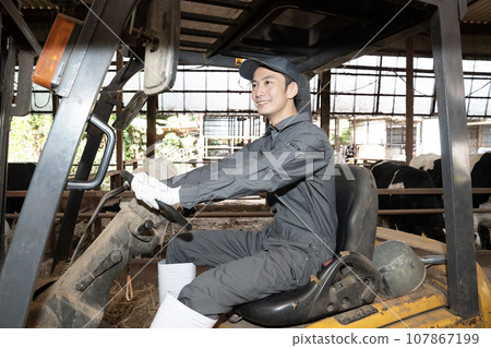 Male worker riding a forklift in a cowshed 107867199