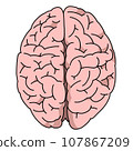 Illustration of the brain seen from above 107867209