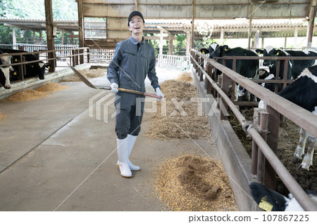 A worker feeding cows in a cowshed A worker feeding cows in a cowshed 107867225