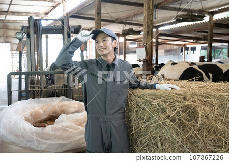 A worker leaning on the grass in a cowshed A worker leaning on the grass in a cowshed 107867226