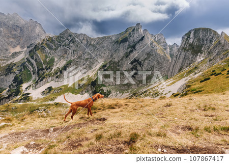 Hungarian Vizsla Dog in Pointing Stance among Mountains Hungarian Vizsla Dog in Pointing Stance among Mountains 107867417