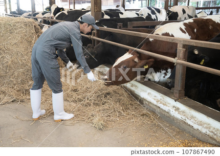 A worker grazing cows in a cowshed 107867490