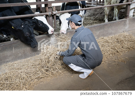 一名工人在牛棚放牧乳牛 107867679