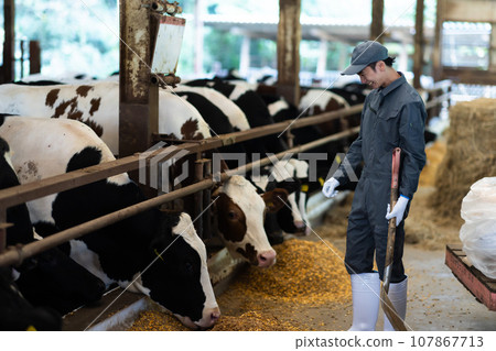 酪農正在餵養乳牛 107867713