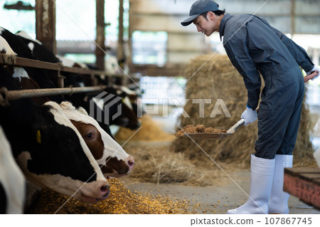 Dairy farmer feeding cows Dairy farmer feeding cows 107867745