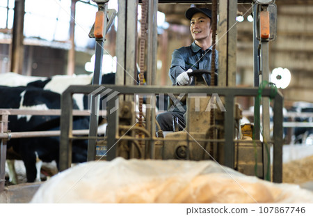 Dairy farmer feeding cows Dairy farmer feeding cows 107867746