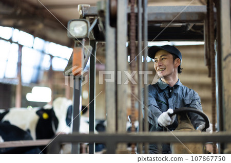 Dairy farmer feeding cows 107867750