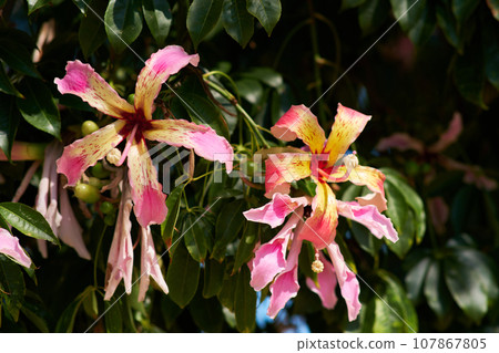 Colorful Bottle Tree Flower close up 107867805