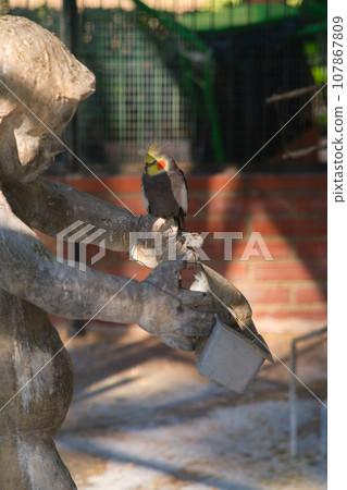 colorful parrot sits on a branch 107867809