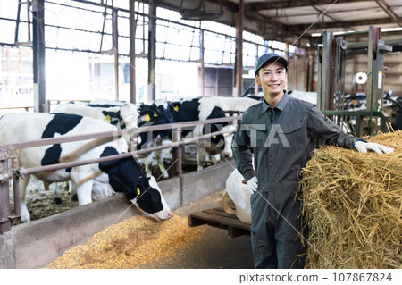 酪農正在餵養乳牛 107867824