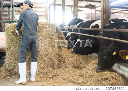Dairy farmer feeding cows Dairy farmer feeding cows 107867831