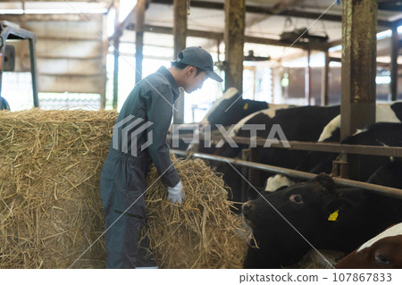 Dairy farmer feeding cows 107867833