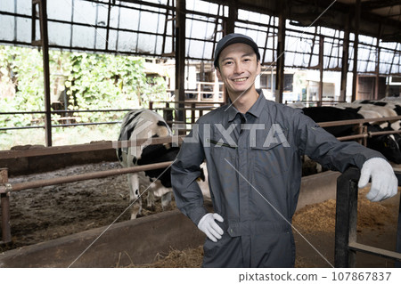 Cowshed and male worker Cowshed and male worker 107867837