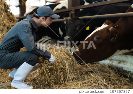 酪農正在餵養乳牛 107867857
