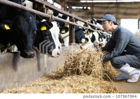 Dairy farmer feeding cows 107867864