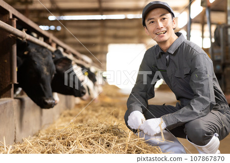 Dairy farmer feeding cows 107867870