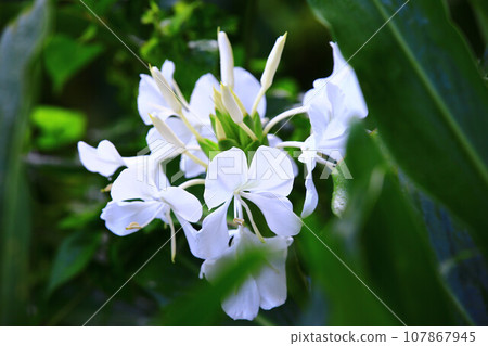 野花、白花、野花、蝴蝶叢、蝴蝶花、灌木花、灌木蘭花、白蝴蝶花、乾縮山藥、立荊棘、白果草、大百合、大百合、 107867945