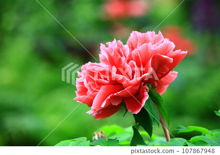 開紅牡丹花（木牡丹、百金牡丹、洛陽花、富貴花、貴人花、雄紅、獎花、鹿牡丹、白蘑菇、鼠姑） 107867948