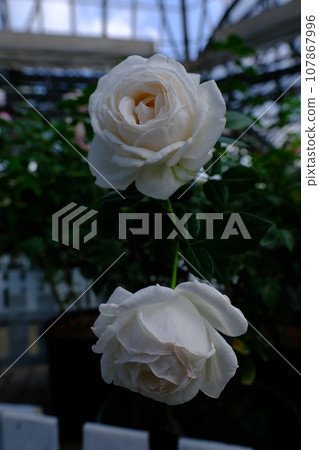 白玫瑰 107867996