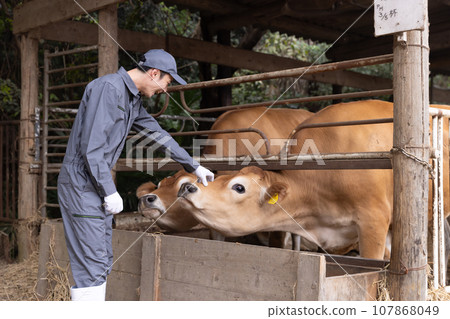Dairy farmer raising cows 107868049