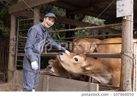 酪農飼養乳牛 107868050