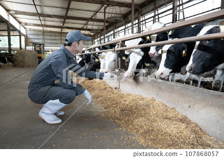 A worker looking at cows in a cowshed 107868057