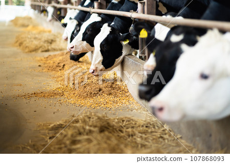 cow eating feed cow eating feed 107868093