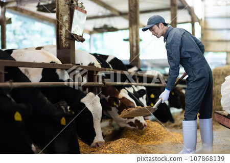 酪農正在餵養乳牛 酪農正在餵養乳牛 107868139