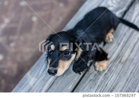 Puppy Kaninhen Dachshund 107868297