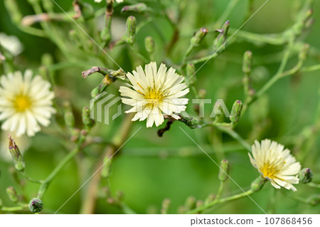 Akinonogi Akinonogi 107868456