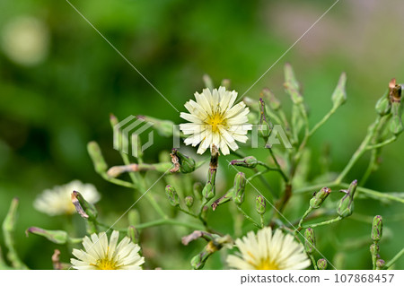Akinonogi Akinonogi 107868457