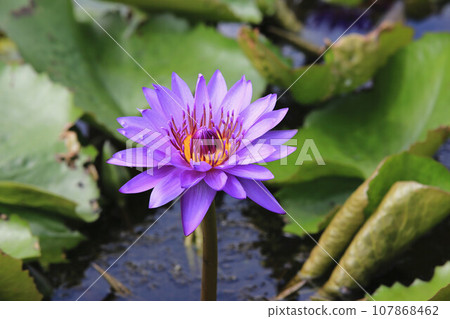 unleashed load flower, lotus flower, rose flower unleashed load flower, lotus flower, rose flower 107868462