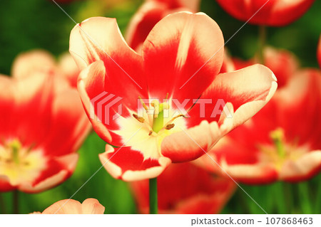 Blooming tulips (foreign lotus, dry lotus, grass musk, tulip, aster) Blooming tulips (foreign lotus, dry lotus, grass musk, tulip, aster) 107868463