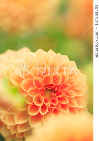 Umamikyuryo Park Cosmos and dahlias in full bloom and autumn flowers Umamikyuryo Park Cosmos and dahlias in full bloom and autumn flowers 107868503