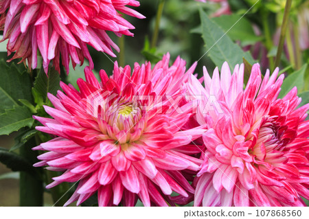 Umamikyuryo Park Cosmos and dahlias in full bloom and autumn flowers 107868560