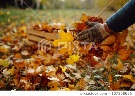 Harvesting autumn leaves. Man cleans the autumn park. Volunteering concept. Seasonal gardening. 107868636