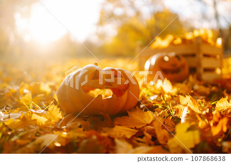 Halloween pumpkin on the autumn park. Holidays, decoration concept. 107868638