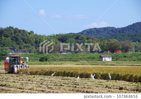 A clever heron waits while anticipating the route of a large combine harvester, anticipating the timing to catch food from the dug-up soil. A clever heron waits while anticipating the route of a large combine harvester, anticipating the timing to catch food from the dug-up soil. 107868658