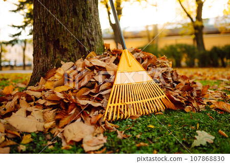 Pile of fall leaves with fan rake on lawn 107868830